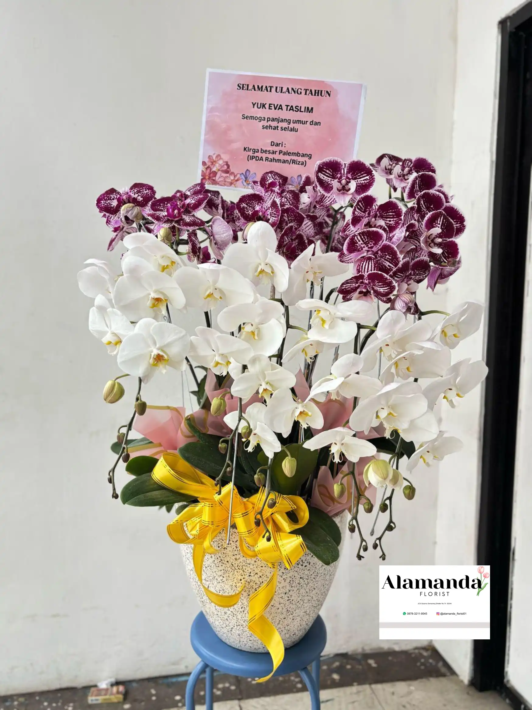 Orchids