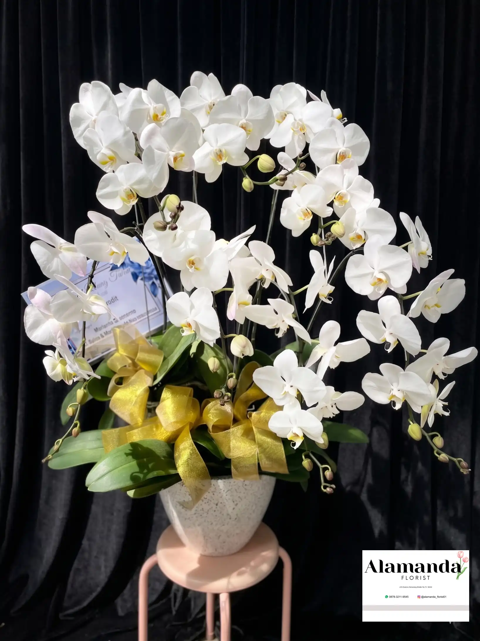 Orchids