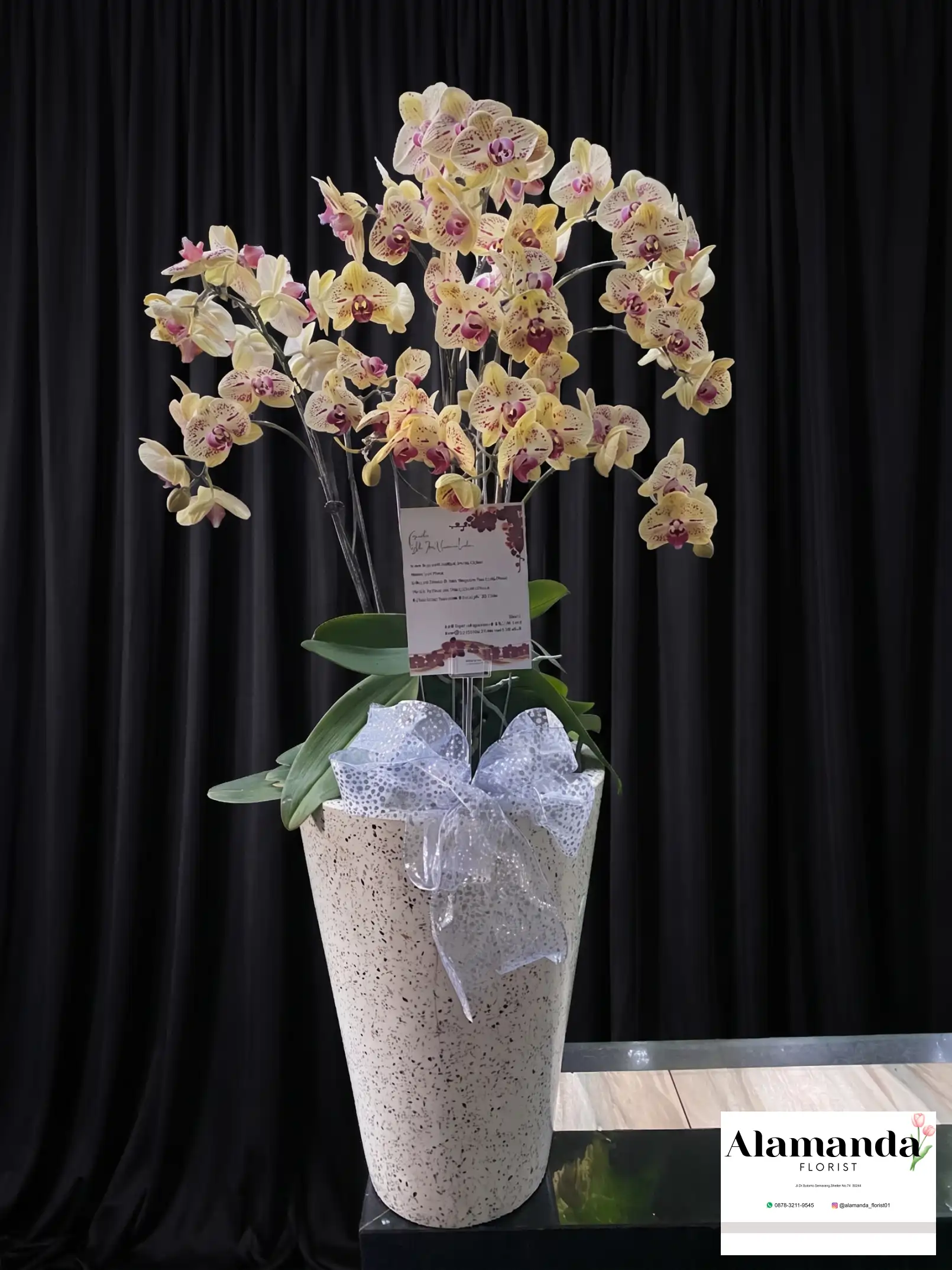 Orchids